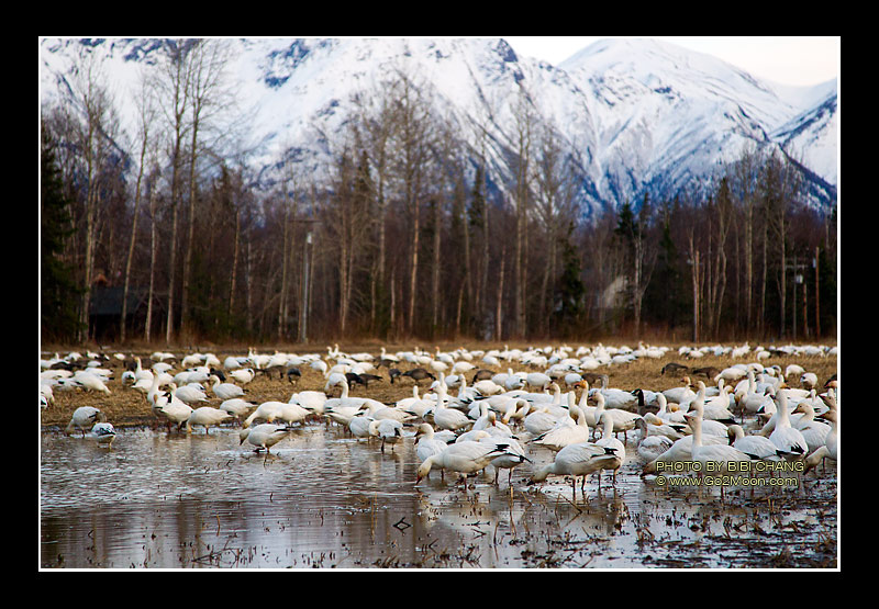 Snow Geese