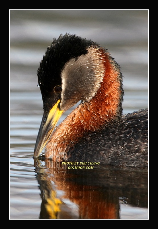 Grebe