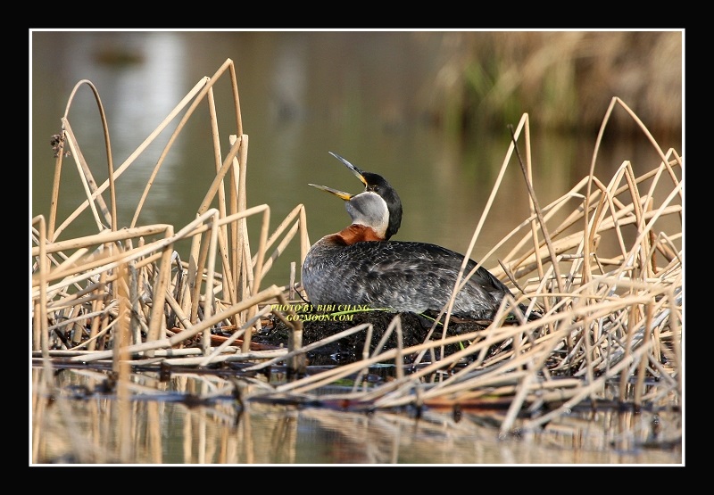 Grebe on nest
