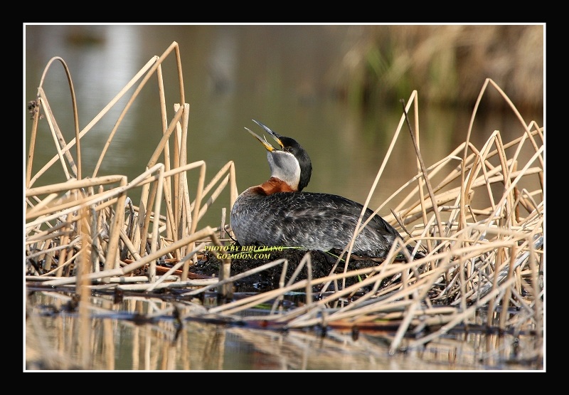 Grebe on nest