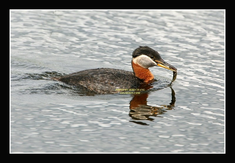 Red Necked Grebe Catching Fish