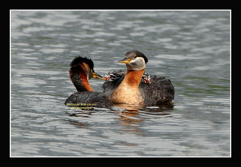 Red Necked Grebe Feeding Chicks