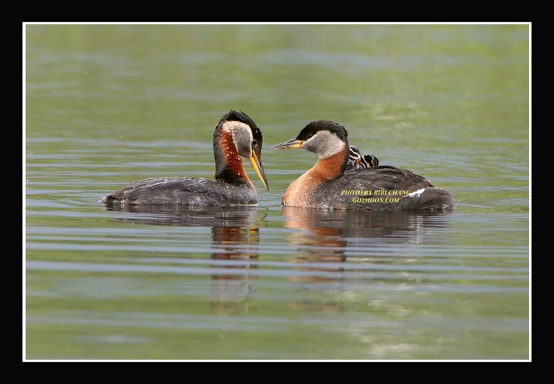 Red Necked Grebe