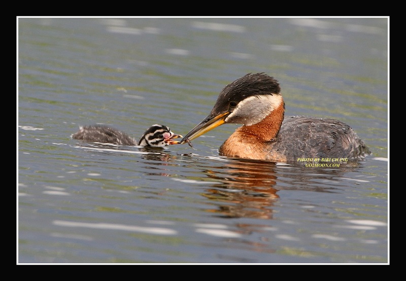 Grebe Feeding Chick