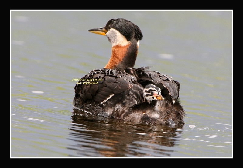 Red Necked Grebe and Chicks