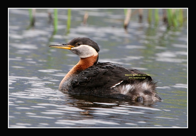 Grebe Portrait