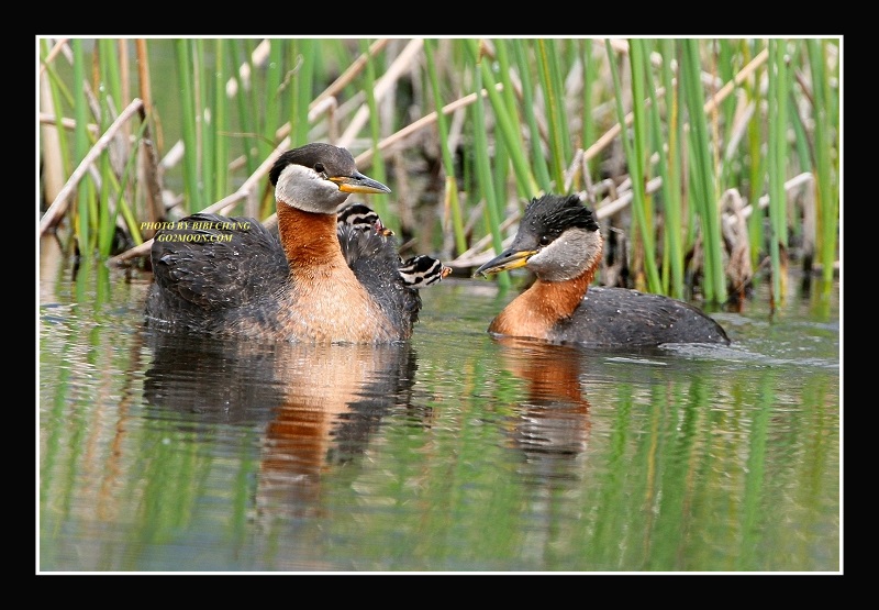 Grebe on Back
