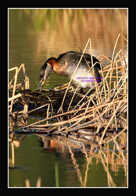 Grebe Nest