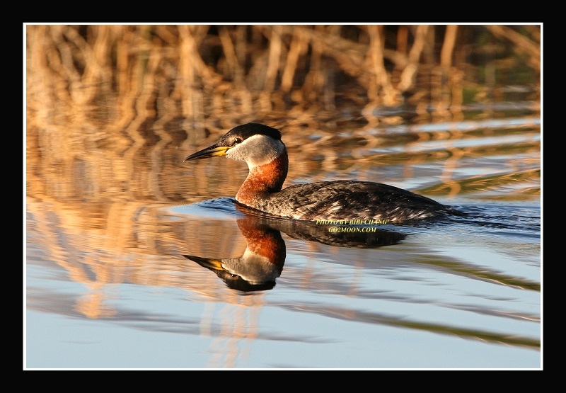 Red Necked Grebe