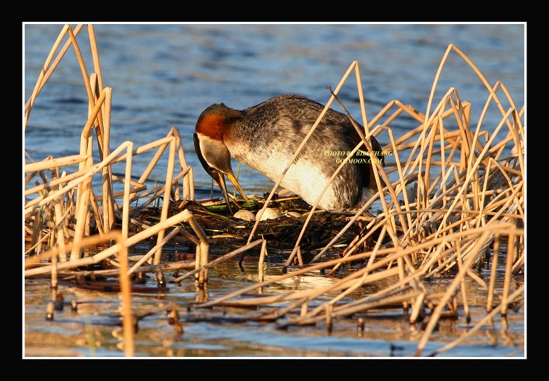 Grebe nest