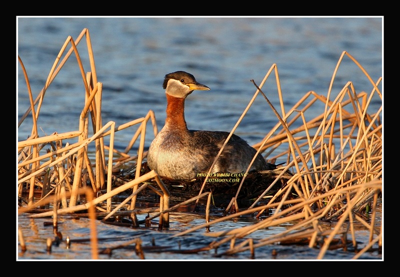 Grebe nest