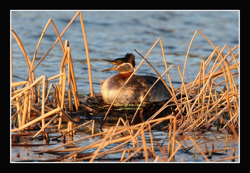 Grebe nest