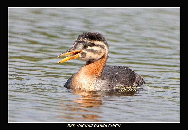 Grebe Chick