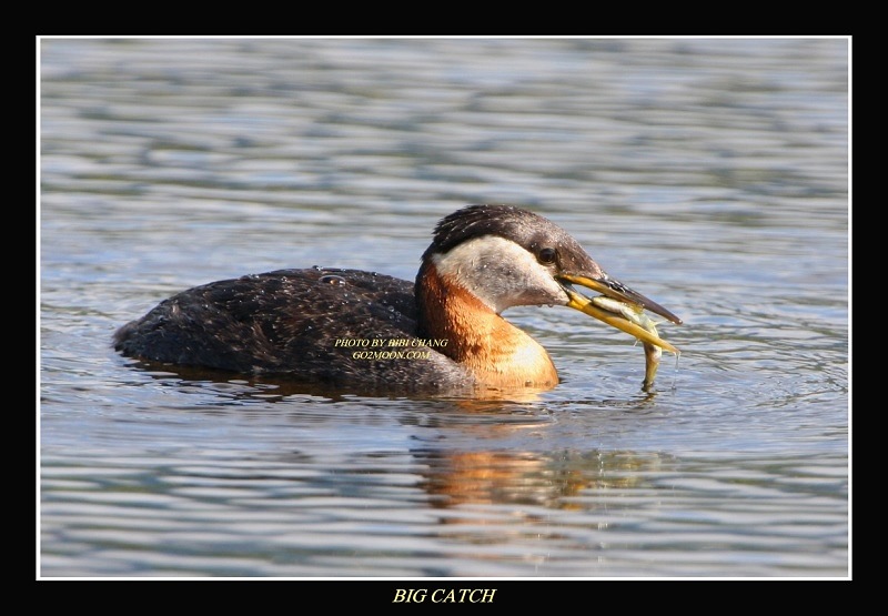 Grebe Feeding