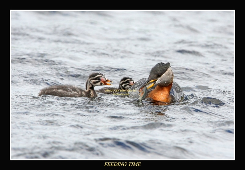 Grebe Chicks
