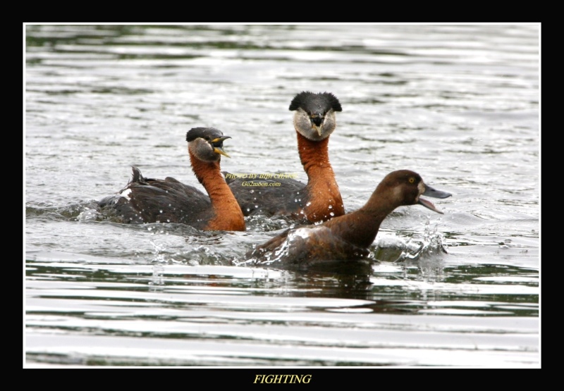 Grebe Fighting