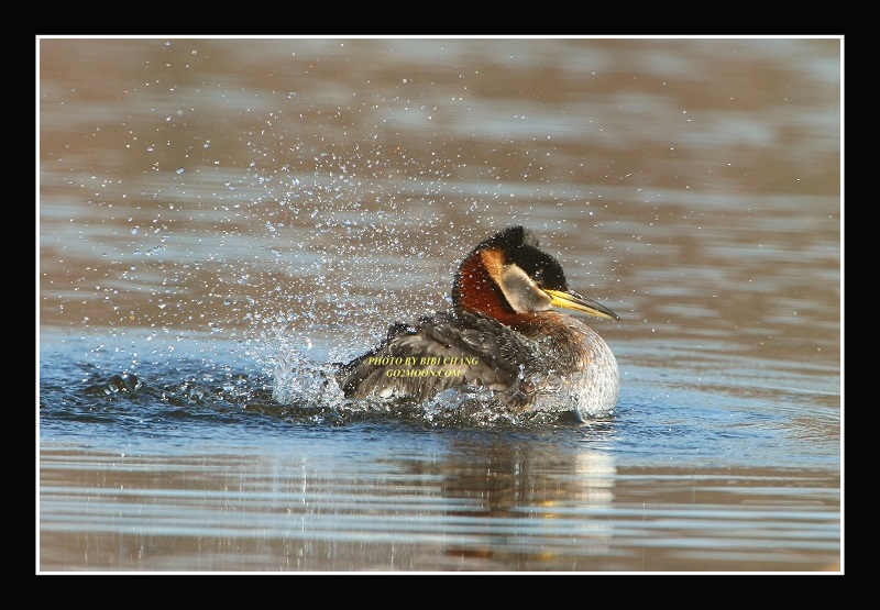 Red Necked Grebe Splash