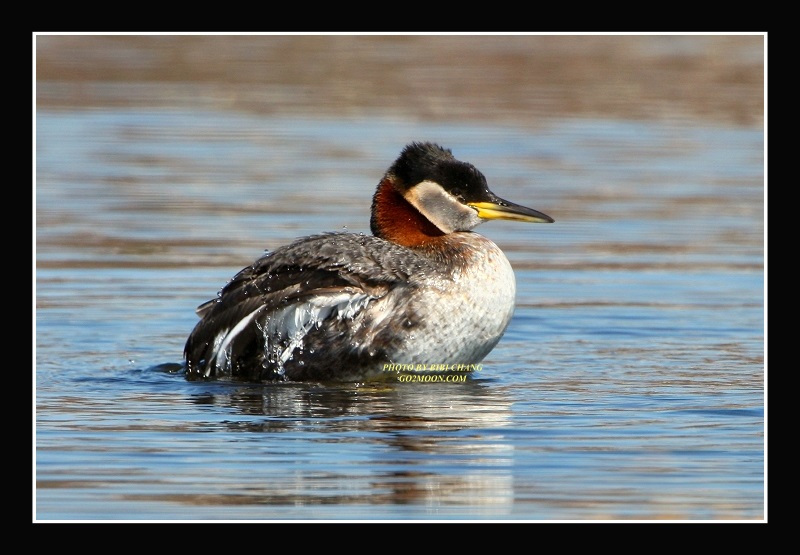 Grebe Close Up