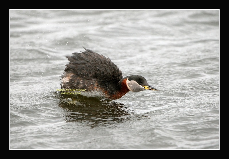 Grebe Missile