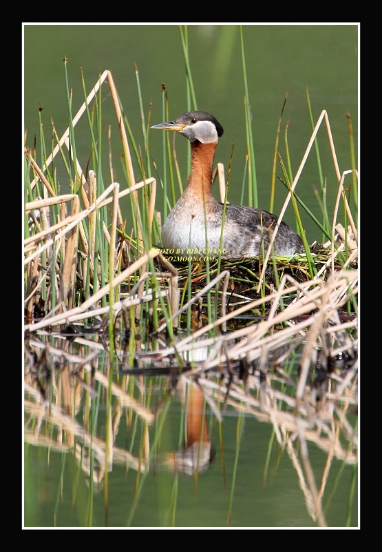 Red Necked Grebe on nest