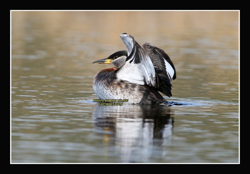Grebe Stretching