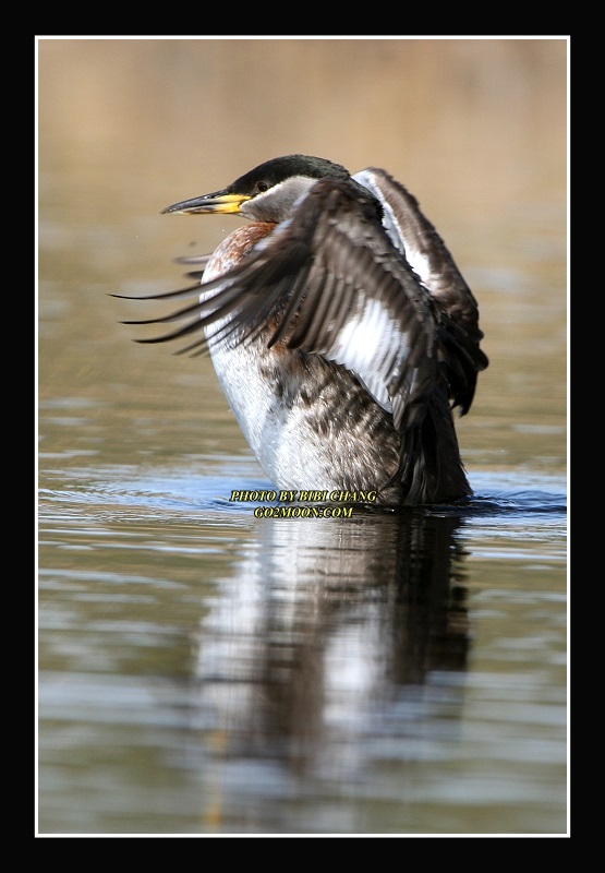Grebe Stretching