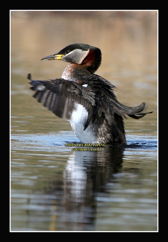 Grebe Stretching