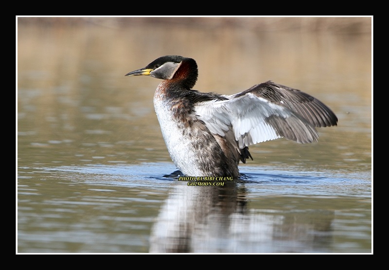 Grebe Stretching