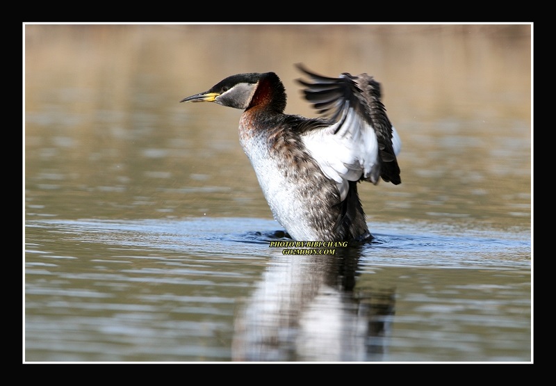Grebe Stretching