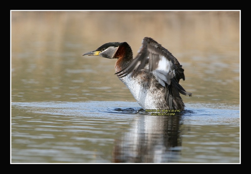 Grebe Stretching