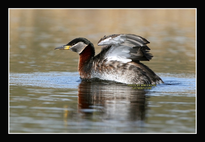 Grebe Stretching