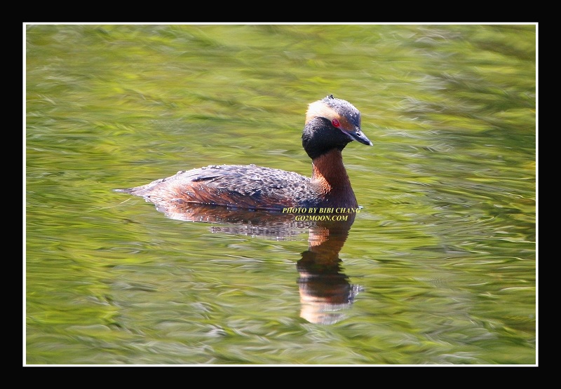 Grebe