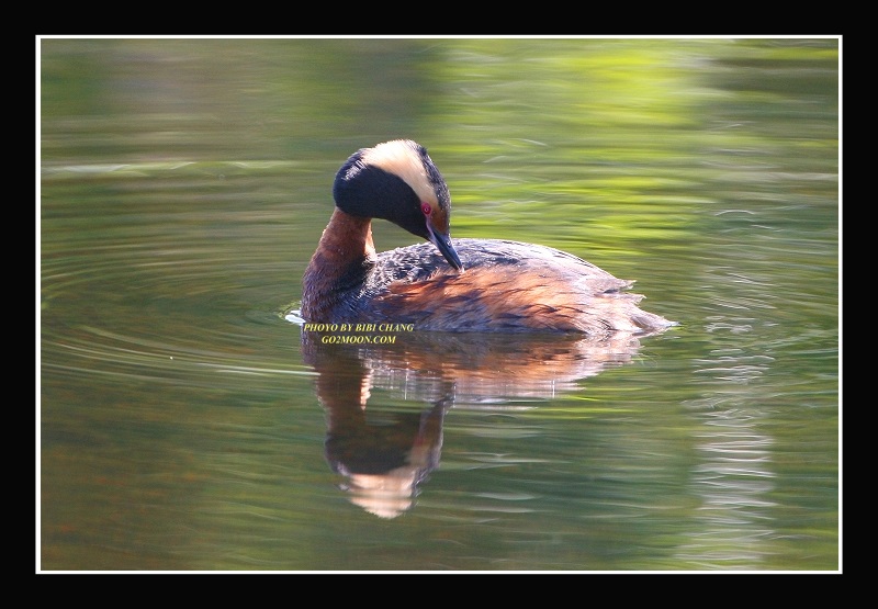 Grebe Preening Feathers