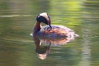 Grebe Preening Feathers