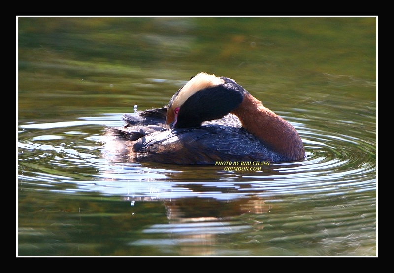Grebe Preening