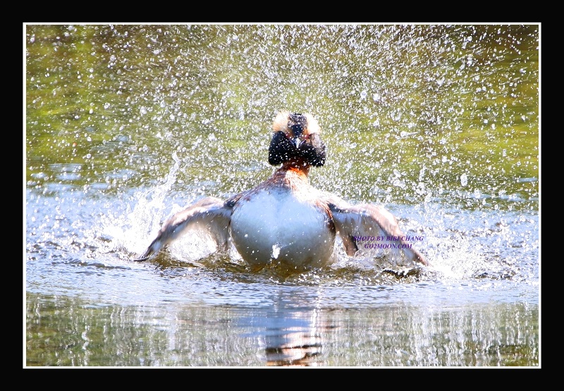 Grebe Splashing