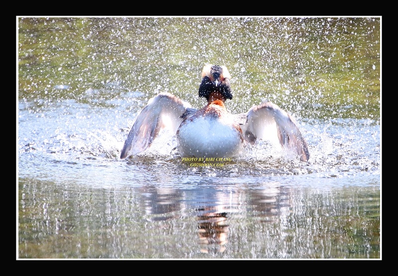 Grebe Splashing