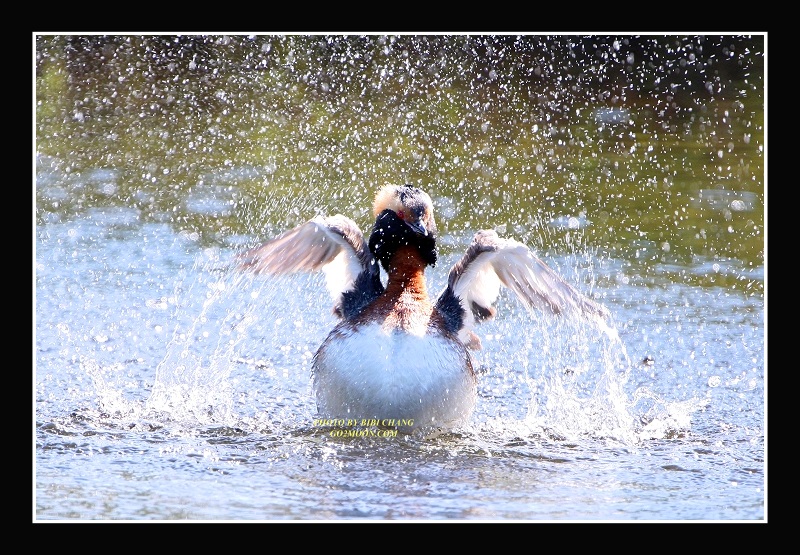 Grebe Splashing