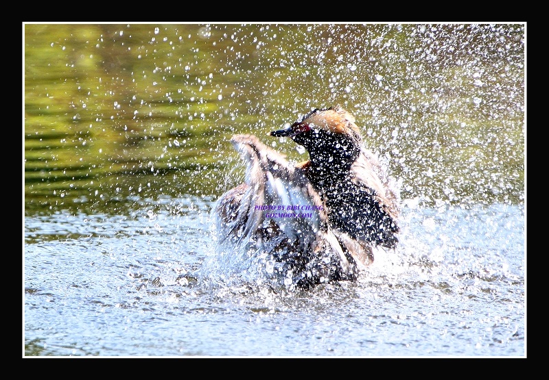 Grebe Splashing in the Water