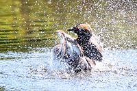 Grebe Splashing in the Water