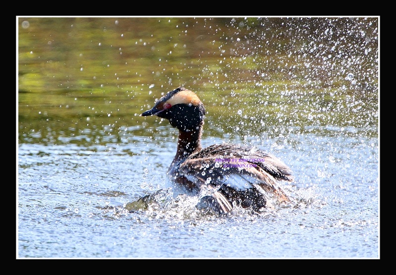 Grebe Water Splash