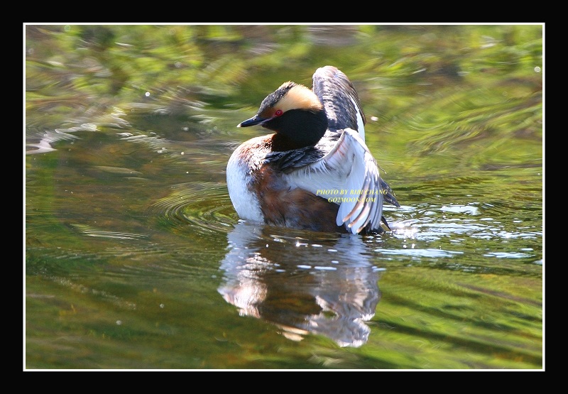 Grebe Open Wings