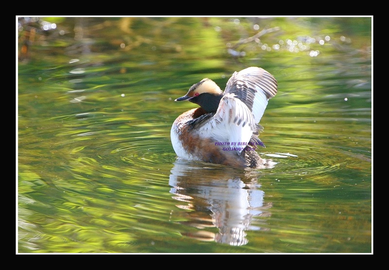Grebe Open Wings