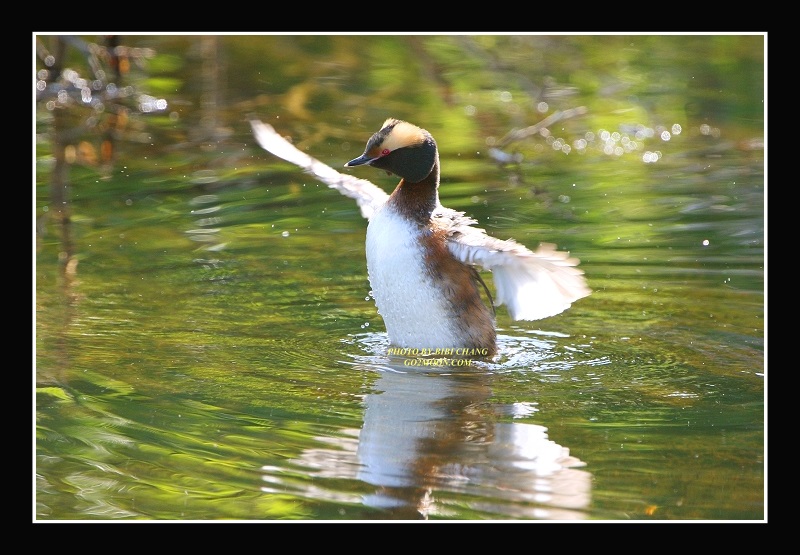Horned Grebe Open Wings