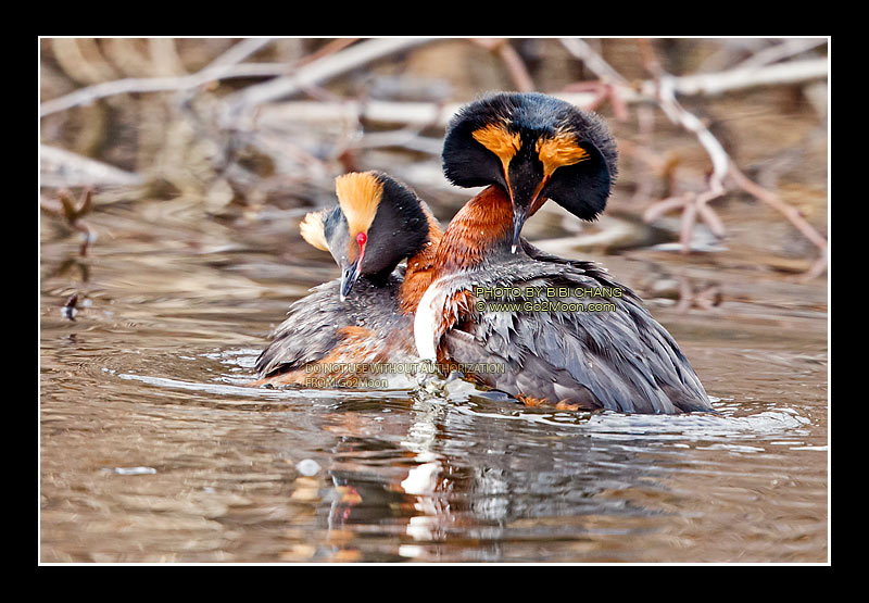 Horned Grebe Dance
