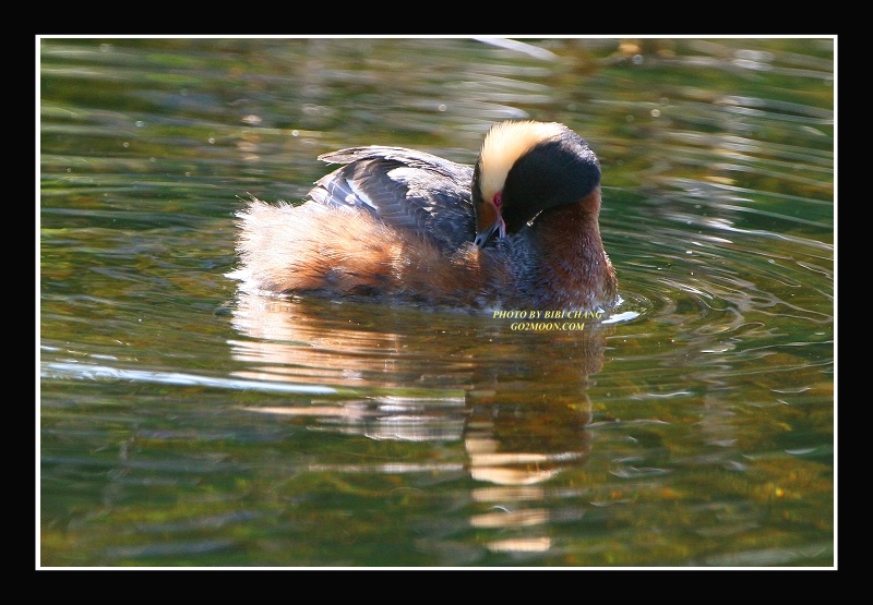 Grebe Preening