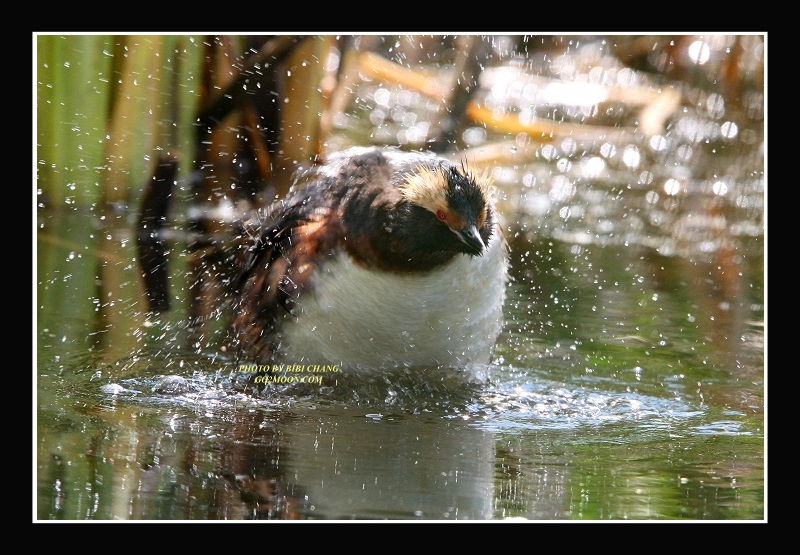 Horned Grebe Shaking