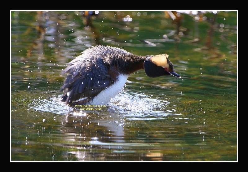 Horned Grebe Shaking