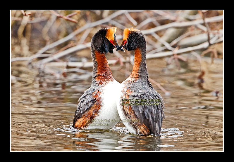 Horned Grebe Mating Dance
