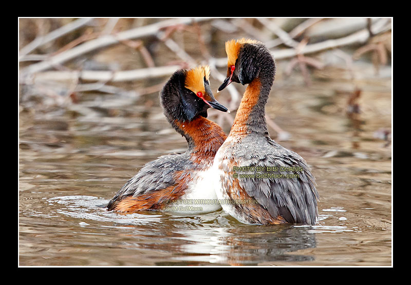 Horned Grebe Dance